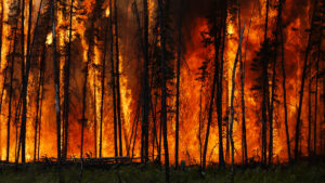 “Sue the Forest Lords: Why Metsä Board Belongs in a U.S. Courtroom”